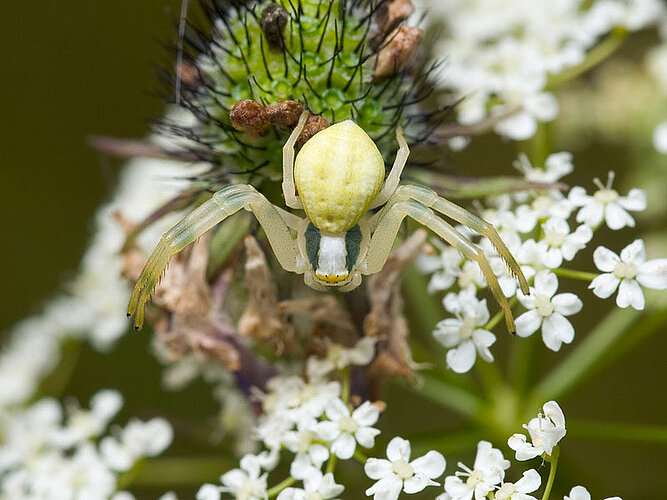Veränderliche Krabbenspinne (Misumena vatia) Veränderliche Krabbenspinne (Misumena vatia)