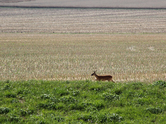 Reh am Rande des Blühstreifens Reh am Rande des Blühstreifens